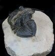 Bumpy Zlichovaspis Trilobite - Great Eye Facets #36847-5